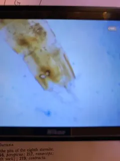 Azalea Caterpillar Moth thumbnail 3