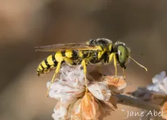 Philanthus zebratus thumbnail 2