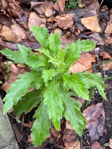 tropical horseweed