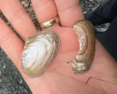 Winged Floater thumbnail 3