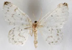 Hydrelia brunneifasciata thumbnail 1