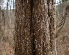 Dendrothele nivosa thumbnail 3