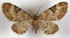 Eupithecia bowmani thumbnail 1