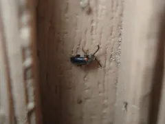 Elonus gruberi thumbnail 3