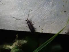 Pogonognathellus dubius thumbnail 1