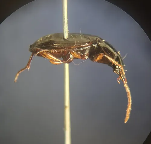 Synuchus impunctatus