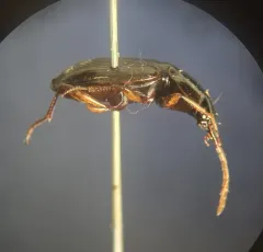 Synuchus impunctatus thumbnail 1
