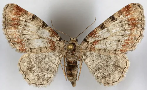 fir cone looper