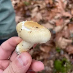yellow-centered waxy cap thumbnail 2