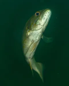 Uvulifer ambloplitis thumbnail 2