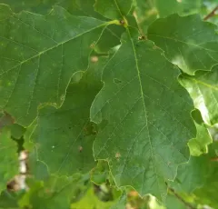 dwarf chinkapin oak thumbnail 3