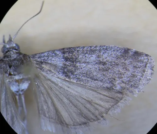 Meroptera abditiva