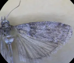 Meroptera abditiva thumbnail 1