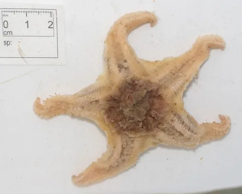 wrinkled star