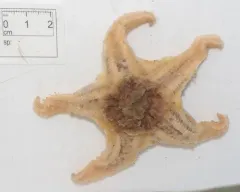 wrinkled star thumbnail 1