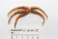 Icasterias panopla thumbnail 4