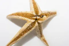 Bathybiaster vexillifer thumbnail 3