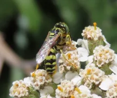 Philanthus pacificus thumbnail 2