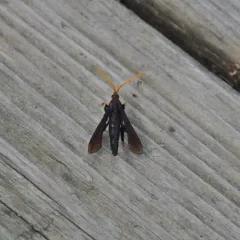 Clematis Clearwing Moth thumbnail 1