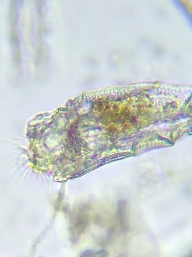 Trichotria pocillum
