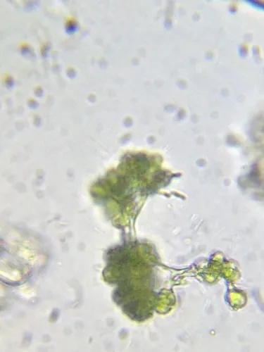 Botryococcus protuberans
