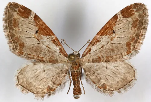 Eupithecia nevadata