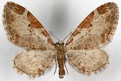 Eupithecia nevadata thumbnail 1