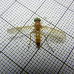 Compost Fly thumbnail 4