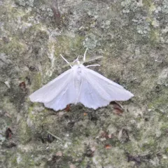 Elm Spanworm Moth thumbnail 4