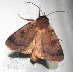 Lycophotia Moth thumbnail 4