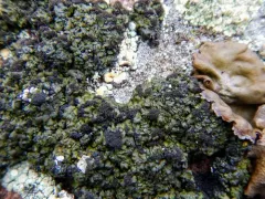Blue-edged Scale Lichen thumbnail 2