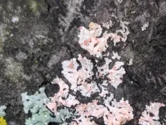 Erythricium aurantiacum thumbnail 2