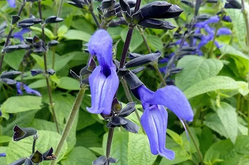 Anise-scented sage