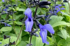 Anise-scented sage thumbnail 1