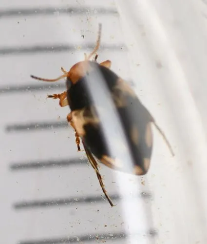 Nectoporus abbreviatus