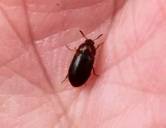Tetratoma concolor thumbnail 2