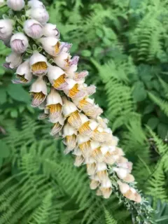 Rusty Foxglove thumbnail 4