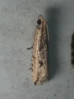 Javelin Moth thumbnail 3