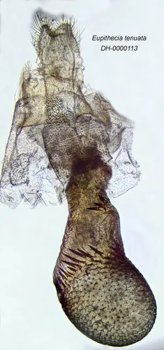 Eupithecia tenuata
