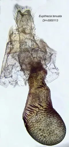 Eupithecia tenuata thumbnail 1
