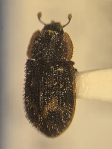 Eucicones marginalis