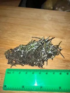Western Wand Lichen thumbnail 3