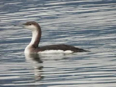 Arctic Loon thumbnail 2