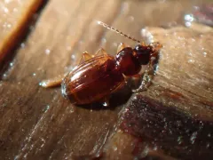 Trechus obtusus thumbnail 4