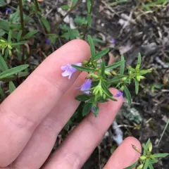 low calamint thumbnail 2
