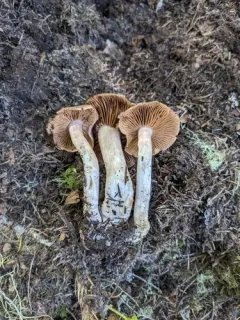 Cortinarius politus thumbnail 2