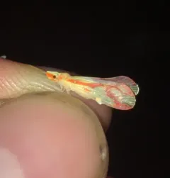 Otiocerus coquebertii thumbnail 2