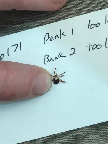 Gulf Coast Tick