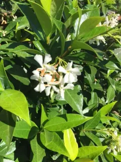 Star jasmine thumbnail 4