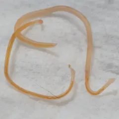 Feline Roundworm thumbnail 2